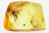 Detailed Fossil Fungus Gnat (Mycetophilidae) In Baltic Amber #315330-1